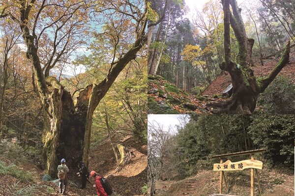 秋のハイキングツアー参加者募集