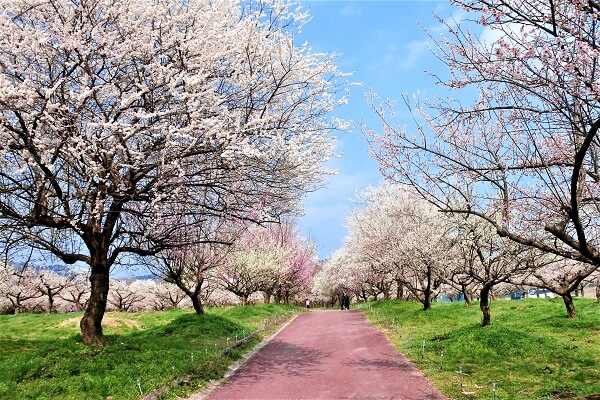 綾部市梅林公園～梅の開花状況～